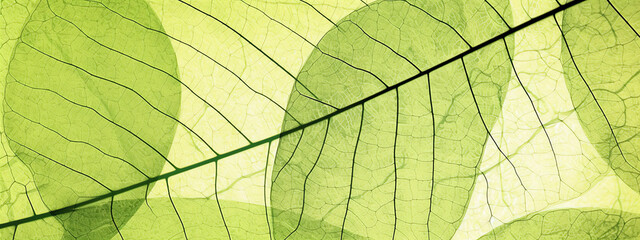 close up of green leaf texture - abstract graphic background with copy space, generative ai, digital illustration.