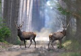 Jeleń szlachetny (Cervus elaphus)