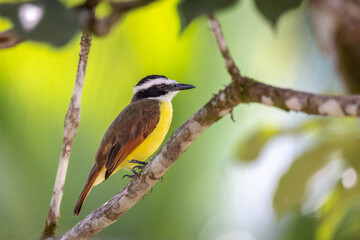 Wall Mural - Boat billed Flycatcher