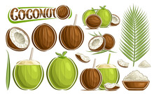 Vector Coconut Set, Lot Collection Of Cut Out Illustrations Tropic Still Life Composition With Chopped Riped And Green Unriped Fruits And Coconut In Brown Dish, Group Of Various Nuts And Text Coconut