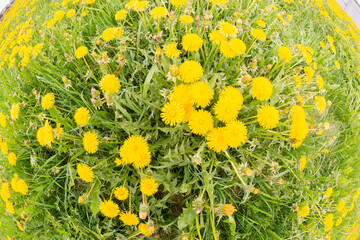 Beautiful yellow dandelions bloomed in summer in a clearing.