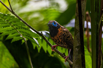 Wall Mural - Ocellated Antbird