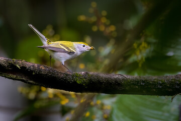 Wall Mural - Chestnut sided Warbler