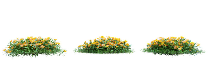 flower common marigold on transparent background.3d rendering png set