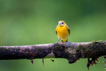 Wall Mural - Baltimore Oriole