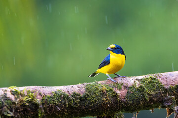 Wall Mural - Yellow Throated Euphonia