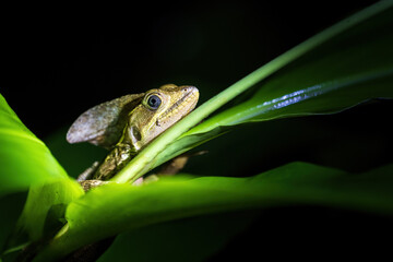 Wall Mural - lizard on a leaf