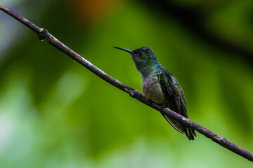 Canvas Print - Humming Bird