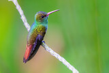 Fototapeta Tęcza - hummingbird on a branch