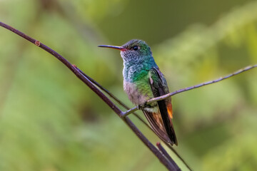 Wall Mural - hummingbird on a branch