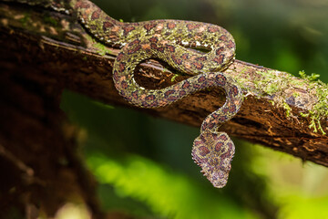 Wall Mural - snake viper on a tree