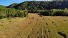 Aerial Shot Flying Over Corn Field In The Mountains During The Summer.