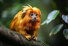 Golden Lion Tamarin Close Up In Jungle