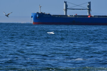 Ship and birds in antofagasta chile south america pacific