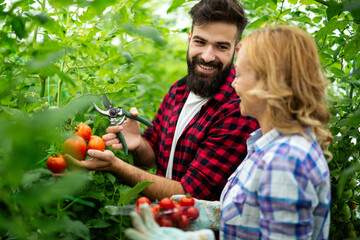 Wall Mural - Friendly team harvesting fresh vegetables from the rooftop greenhouse garden