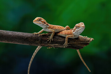 Wall Mural - baby bearded dragons on a branch