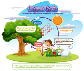 Wall Mural - Oxygen Cycle Diagram for Science Education