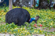 Southern Cassowary Eating Watermelon on Campground of Etty Bay, Queensland, Australia.