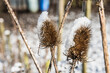 faded teasel with snow hat in the allotment garden 