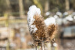 faded teasel with snow hat in the allotment garden 