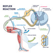 Reflex reaction with knee stimulus test process explanation outline diagram. Labeled educational scheme with anatomical body reaction to impulse vector illustration. Receptors or sensory neuron check