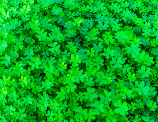 background of green garden clover , trefiol texture closeup, forest nature wallpaper , pattern of shamrock, spring fresh green ground backdrop