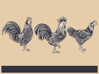 Poultry Farm Vintage Illustration. Engraved Chicken, Roster, baby chick and egg illustrations. Rural natural bird farming. Poultry business.