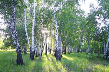 Wall Mural - Birch forest