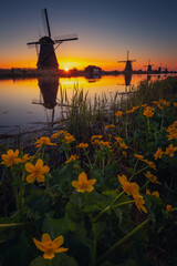 Wall Mural - Morning among the windmills in Kinderdijk - one of the most characteristic places in the Netherlands. The beautiful spring adds charm to this place.