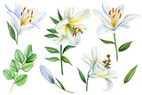 Fototapeta Dmuchawce - White lilies flowers on isolated background, watercolor white lily, flora for design. Beautiful flower illustration.