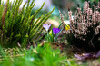Krokusy, wrzosy, trawa, wiosna, ogrud 
Spring In The Garden. The first crocuses and heathers