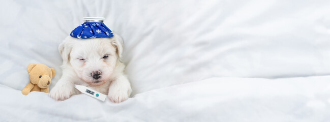 Poster - Tiny Bichon Frise puppy with ice bag or ice pack on it head and thermometer under it paw sleeps with toy bear under  white blanket on a bed at home. Top down view. Empty space for text
