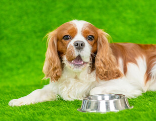 Dog lying with empty bowl on the green grass