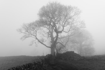 Poster - A  cold, dark foggy morning on the paths below Baslow Edge, Derbyshire