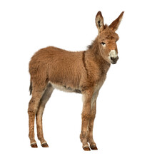 Transparent Png Donkey  Stock Images