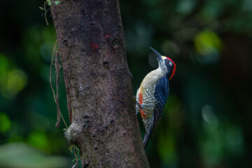 Canvas Print - Black-cheeked Woodpecker (Melanerpes pucherani) sitting in a tree in the rainforest around Boca Tapada in Costa Rica