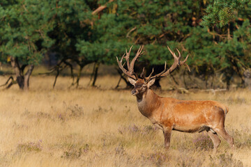 Wall Mural - Red Deer stag showing dominant behaviour in the rutting season in National park Hoge Veluwe - The Netherlands