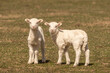 Newborn Lambs in Pasture looking at camera with copy space