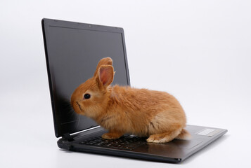 Wall Mural - rabbit geek IT master behind a laptop on a white background