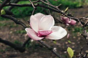 Wall Mural - Beautiful blooming pink magnolia flower tree on spring day. Flowering tree in garden
