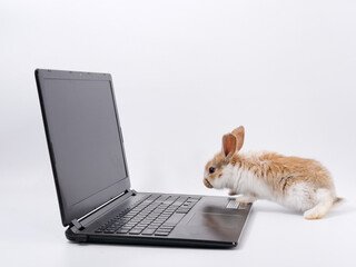 Wall Mural - rabbit geek IT master behind a laptop on a white background