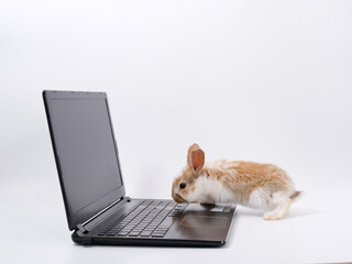 Wall Mural - rabbit geek IT master behind a laptop on a white background