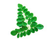Moringa leaves isolated on transparent png