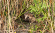 canvas print picture - Hedgehog hiding in the thicket