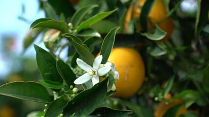 Blossoming orange tree in Israel