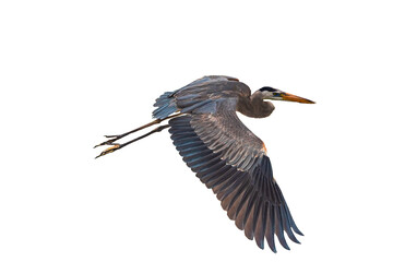 Great Blue Heron (Ardea herodias) Photo, High Definition, in Flight on a Transparent Background