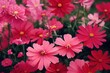 © altitudevisual - Bright attractive cosmos flowers for lovely bouquet, created with generative ai