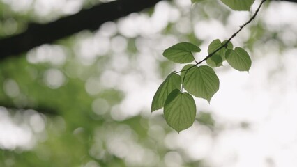 Wall Mural - Slow motion handheld shot of linden leaves on abranches closeup