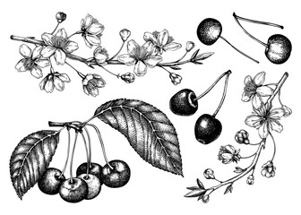 Hand drawn fruit tree illustration isolated on white background. Vintage cherry blossom drawings. Vector cherry berries, leaves, flowering branches sketches. Vintage Sakura design