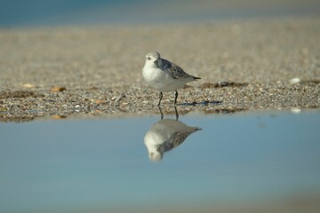 Wall Mural - View of a beautiful Sanderling with reflection on water during sunrise